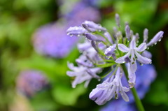 雨中のアガパンサスと紫陽花