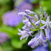 雨中のアガパンサスと紫陽花