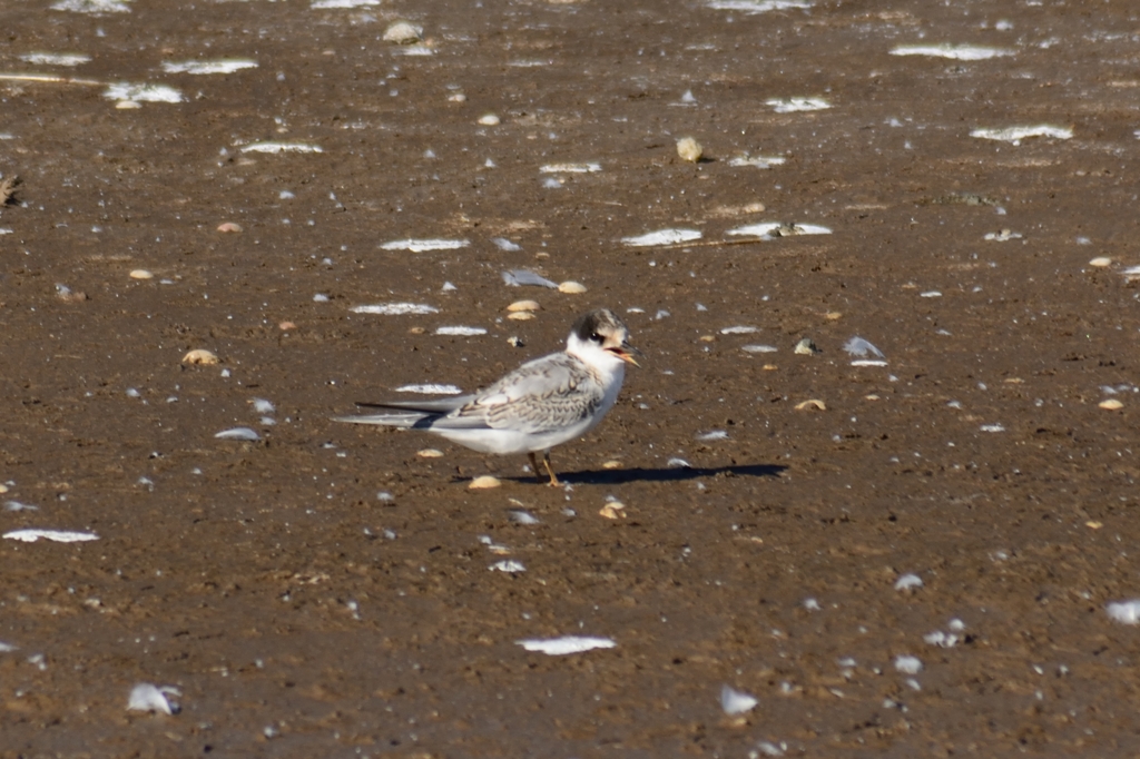羽ばたきしたよ