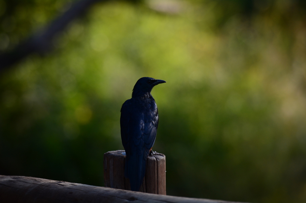 セイキムクドリ
