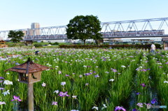 小岩菖蒲園