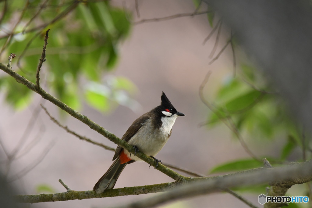 丹霞山の野鳥2