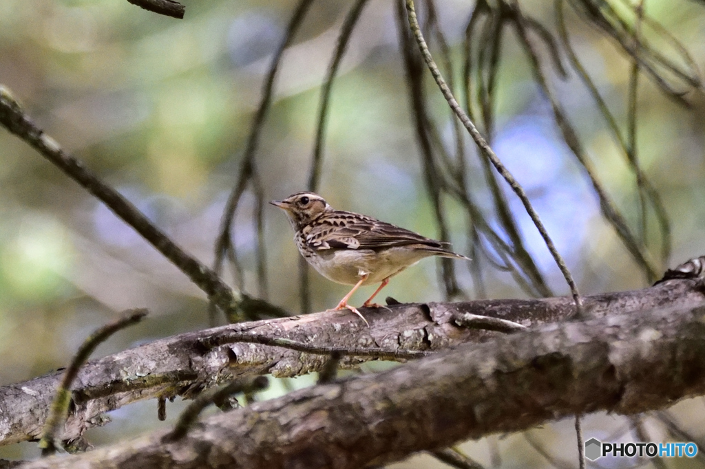 ドニャーナの野鳥達15