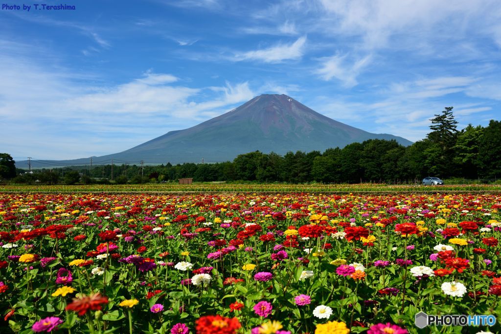 花の都富士