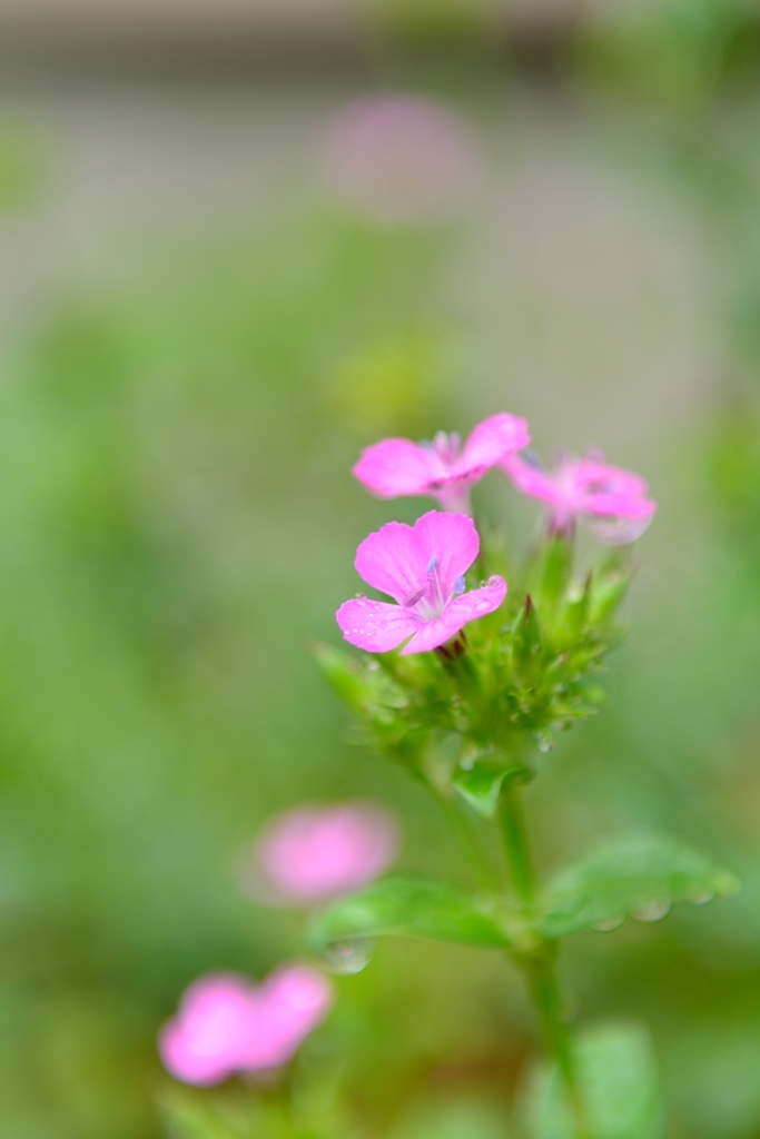 雨中花