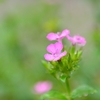 雨中花
