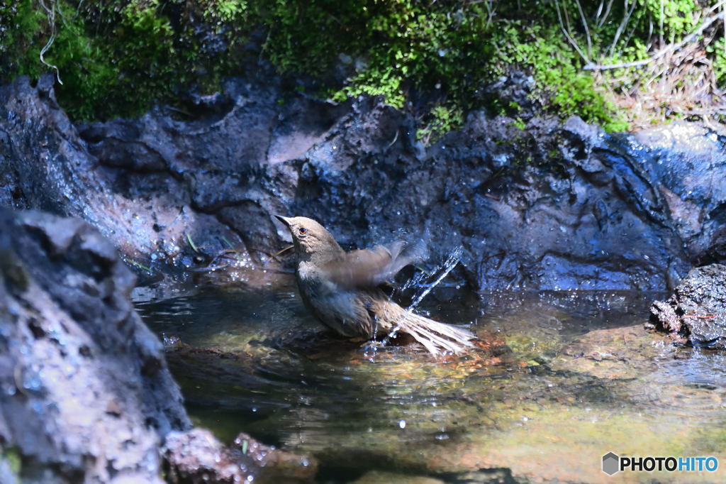 カヤクグリ
