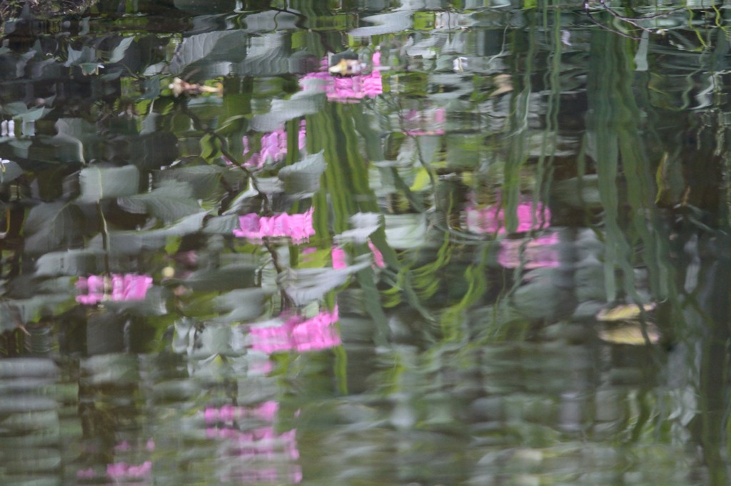 水映紫陽花