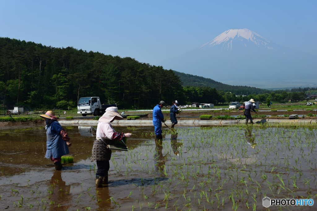 田植え