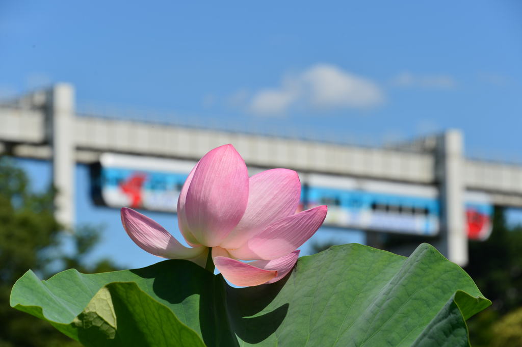 千葉公園モノレール２