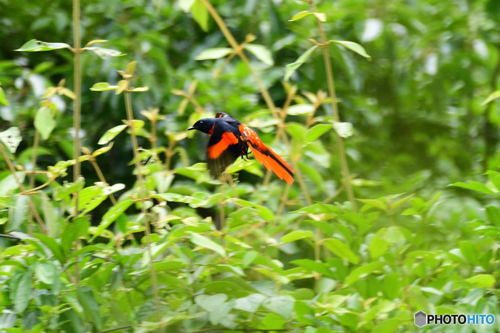 丹霞山の野鳥4