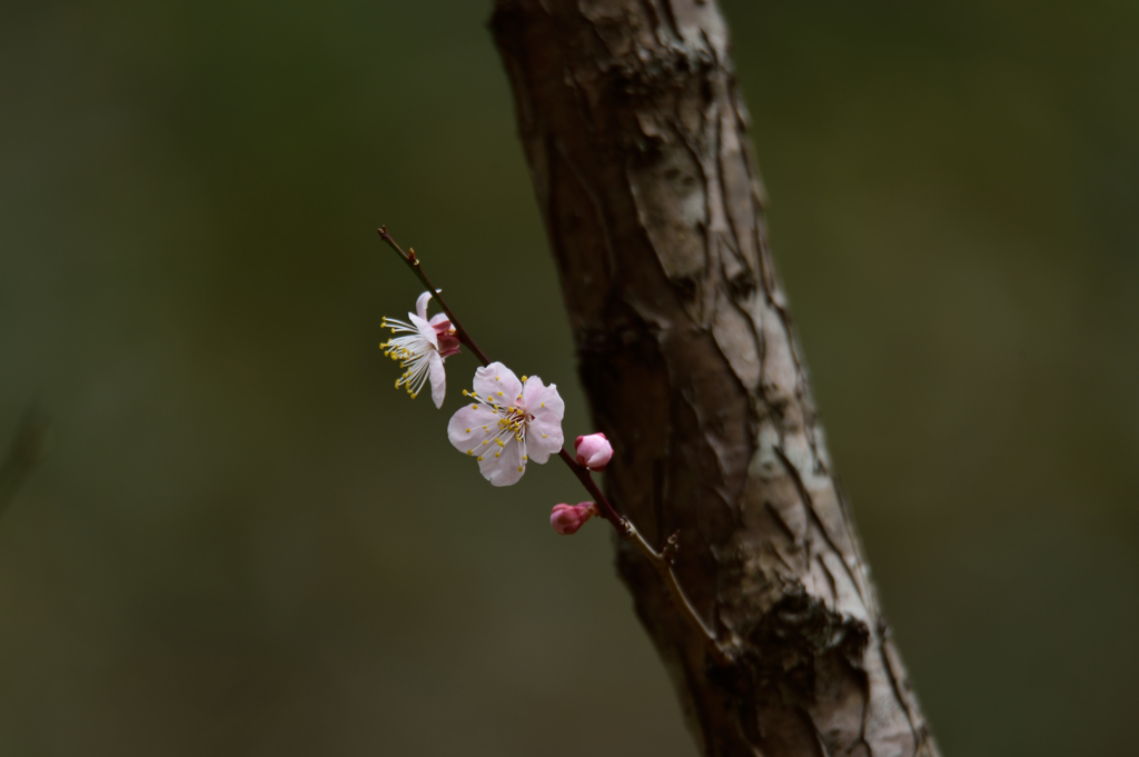 桜-5