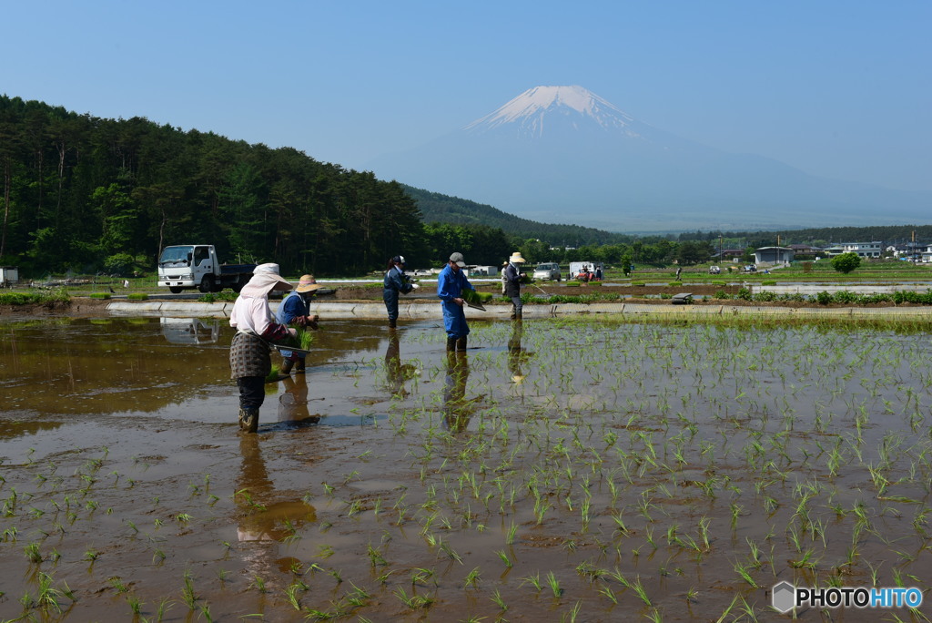 田植え