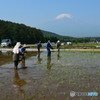 田植え