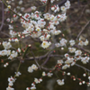 IMGP0477