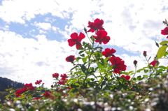 IMGP0320