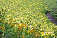 ゆりの園２