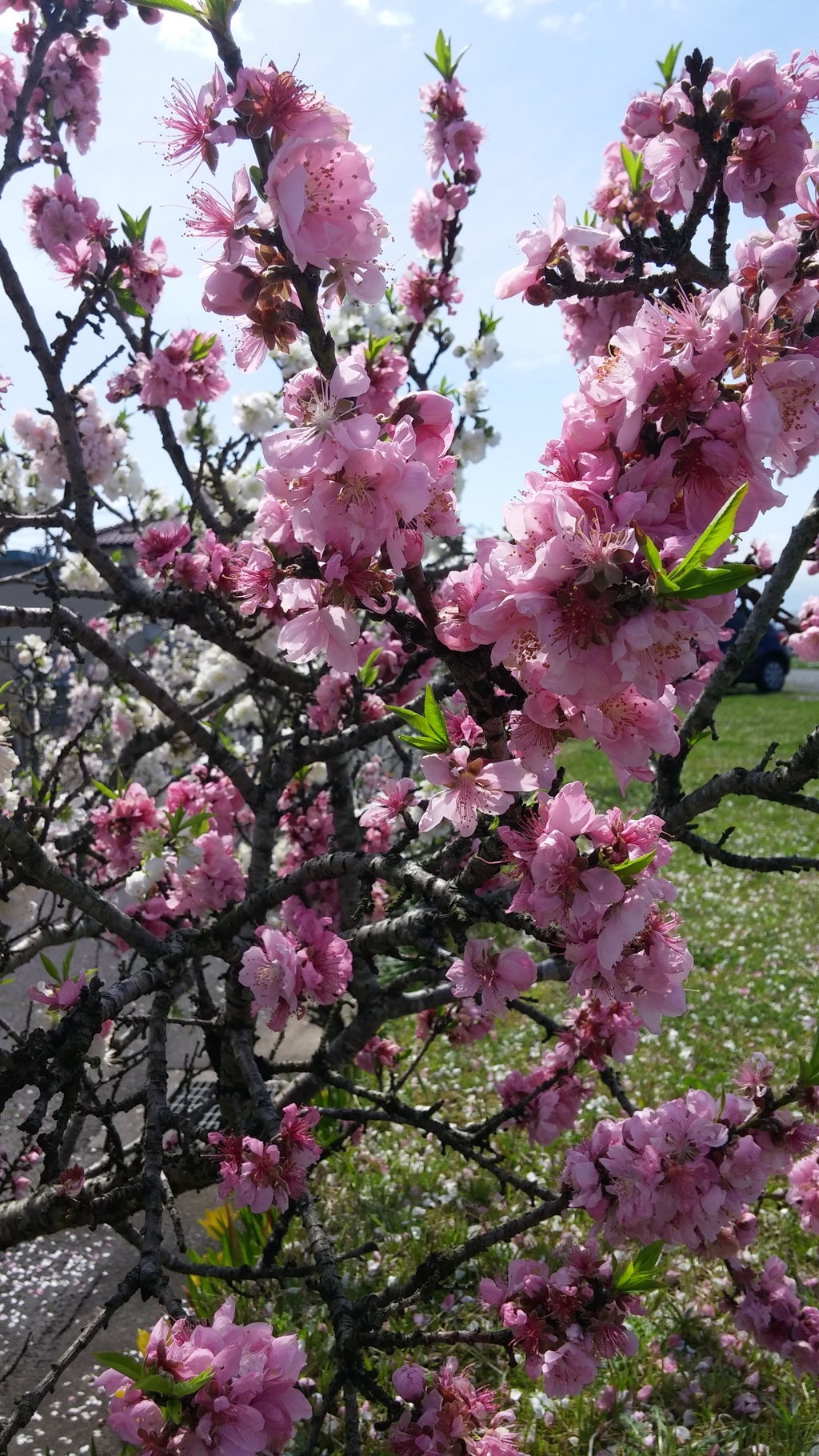 2015-04-04 10.56.54