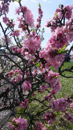 2015-04-04 10.56.54