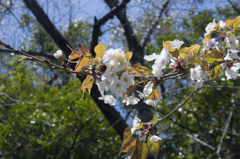 IMGP0888