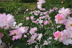 IMGP0397