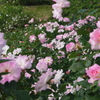 IMGP0397