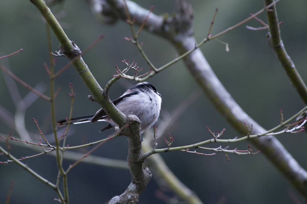 IMGP0567