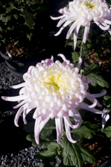 IMGP1650