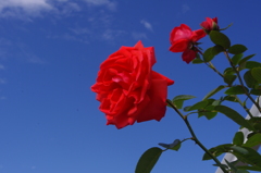 IMGP0274