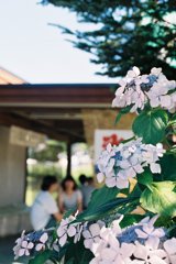 初夏の紫陽花に涼む