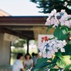 初夏の紫陽花に涼む