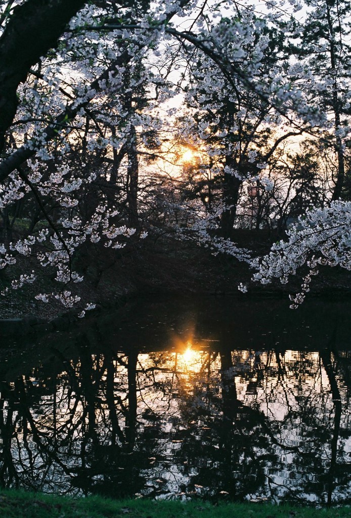 桜に囲われて