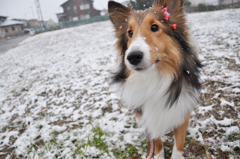 雪の朝