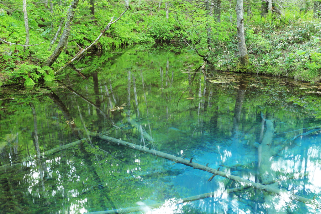 kaminoko pond ～静域～