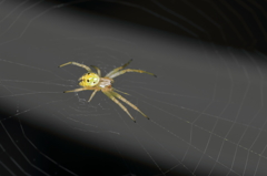 yellow spider