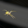 yellow spider