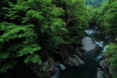 深緑を流るる