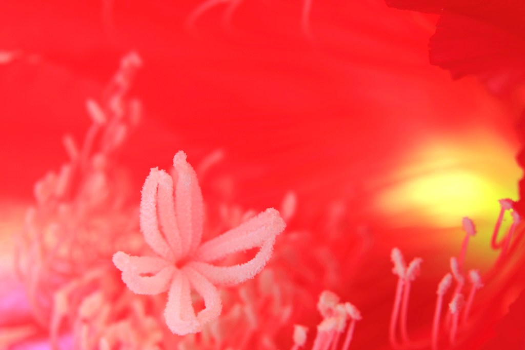 花の中に咲く花