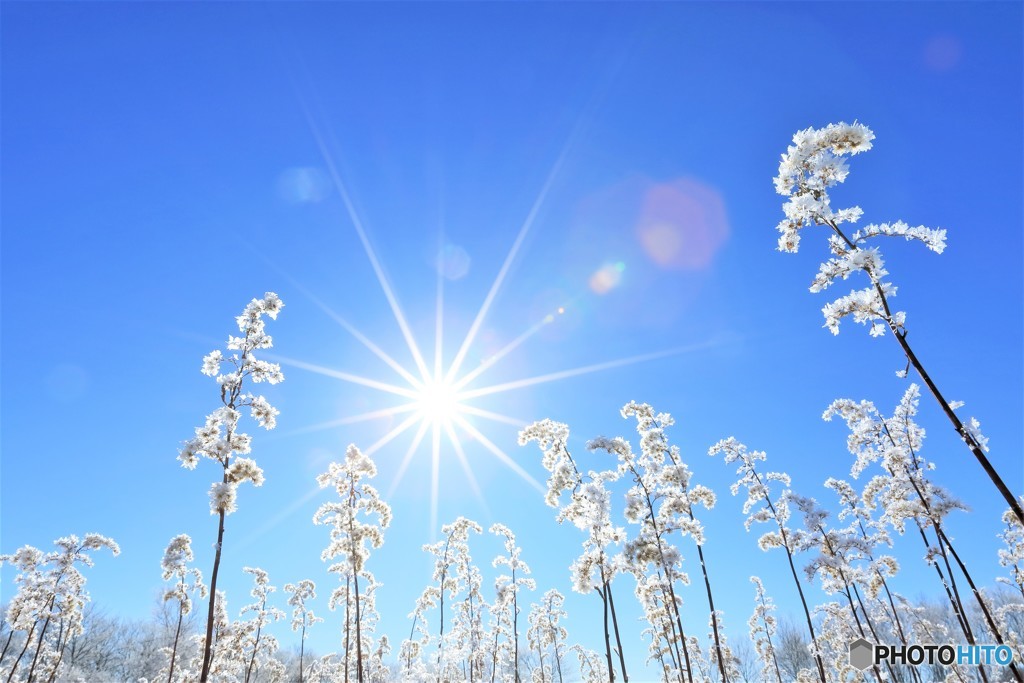 ｓｎｏｗ　ｆｌｏｗｅｒ