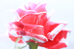 rose in the ice