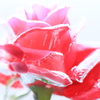 rose in the ice