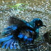 水浴び