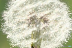 キラキラｄａｎｄｅｌｉｏｎ