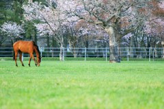 桜の下で