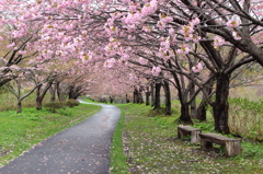 桜並木路