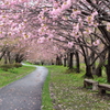 桜並木路