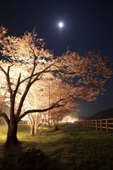 cherry tree　～光を浴びて～
