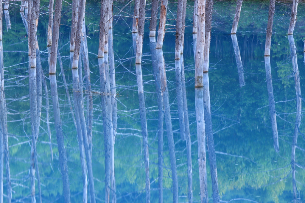 白金青い池　～２０１２夏～