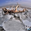 tree on the jewelry ice