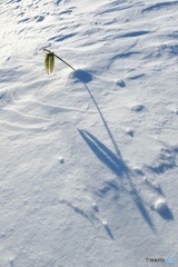 ｓｎｏｗ　ｓｈａｄｏｗ